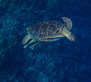 Meeresschildkröte