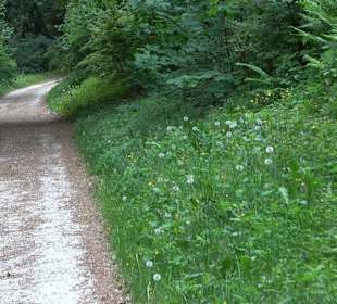 Waldlehrpfad in Tieringen