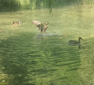 Enten am Spielen