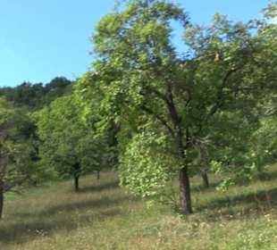 Naturschutzgebiet Grafenberg Kayh