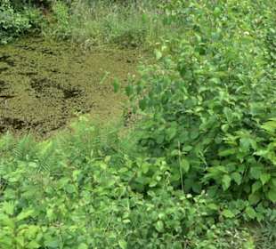 Wanderweg - Alter Steinbruch Pfaffenberg Runde