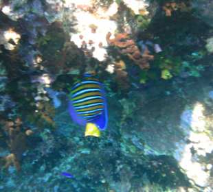 Unterwasserwelt Hotel Sharm Plaza