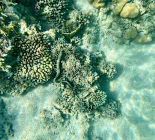Schnorcheln Marsa Alam