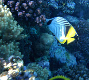 Fähnchenfalterfisch