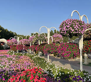 Dubai Miracle Garden