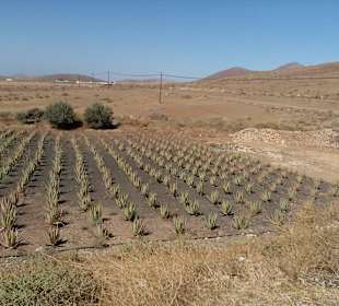  La Finca de Aloe Vera AVISA in Tiscamanita