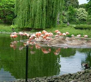 Flamingo See