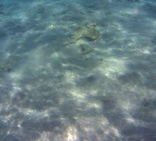 Blaupunktrochen Strand