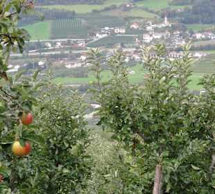 Apfelplantage im Raier Moos