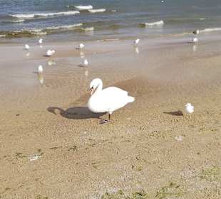 Strand Kolberg/Kolobrzeg