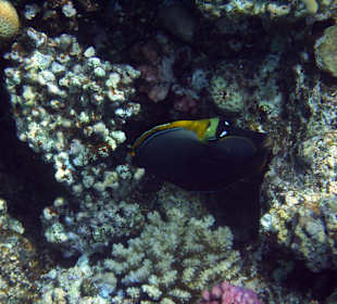 Doktorfisch am Aussenriff