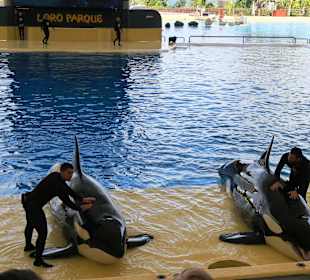 Orcas im Loro Park