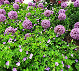 Blumen in Kugelform