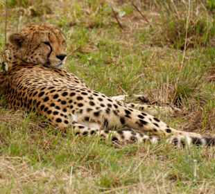 Gepard in der Massai Mara