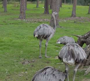 Naturwildpark Granat 