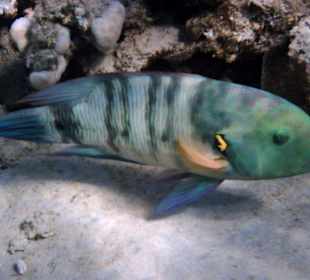 Hausriff Fort Arabesque