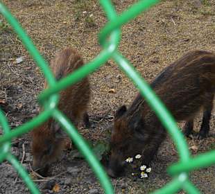 Białowieski Park Narodowy