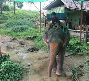 Riding the elephant