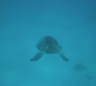 Schildkröte im Innenriff