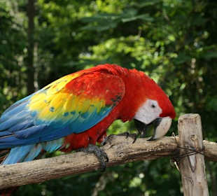 Fliegen müsste man können