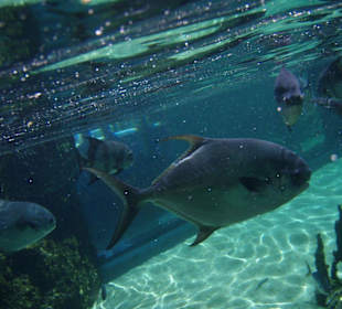 Dans la "piscine de corail"