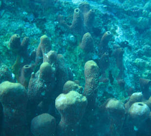 St. Lucia Unterwasserwelt