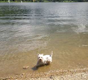 Auch für Hunde super