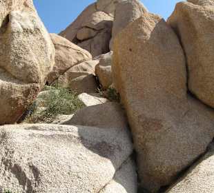 Joshua Tree National Park