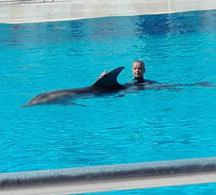 Delfinshow