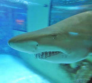 Impressionen aus dem Meeresaquarium