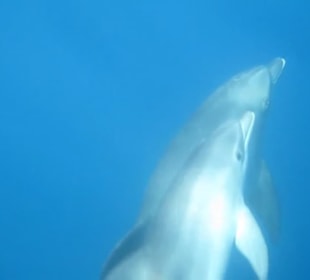 Mit Bob bei den Delfinen