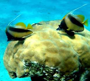 Бабочки -  Hotel Tropitel Sahl Hasheesh