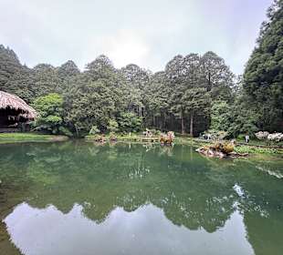Alishan National Forest