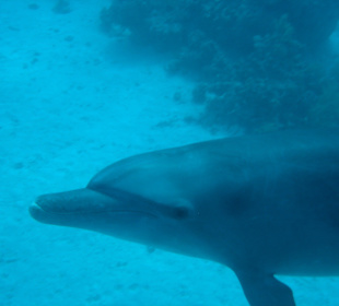 Einfach nur toll diese wunderschönen Tiere