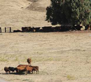 Ob die Kühe etwas zum Fressen finden..