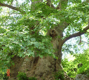 2000 Jahre alter Baum