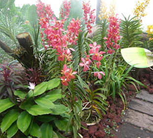 Orchideen