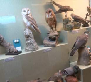 Naturhistorisches Museum