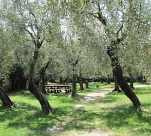 Parco degli Olivi