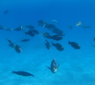 Klasse Schnorchelmöglichkeiten