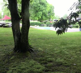 TC Bad Waldsee