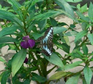 Schmetterlinge soweit das Auge reicht