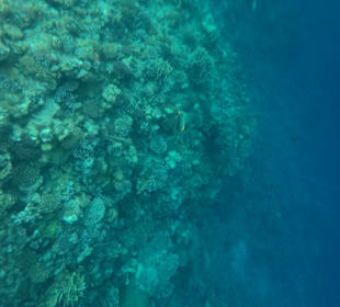 Schnorcheln El Quseir