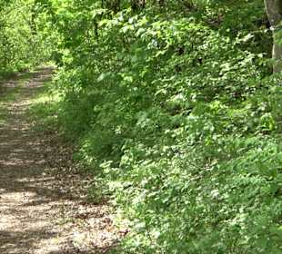 Wandertour durchs Reissenbachtal Oberhausen