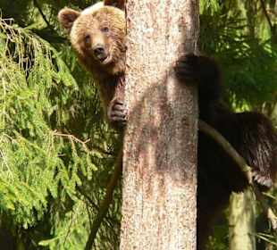 Braunbär beim klettern