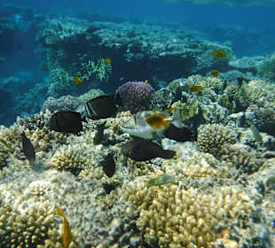 Schnorcheln Soma Bay