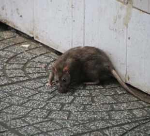 Die gehören hier zum Tagesbild!