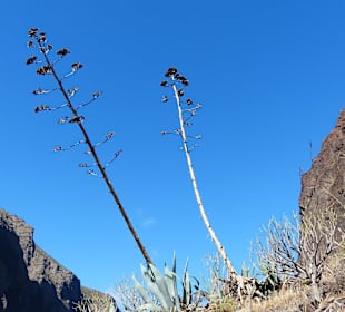 Agavenblüten