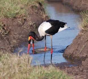 Eindrücke aus der Wildnis