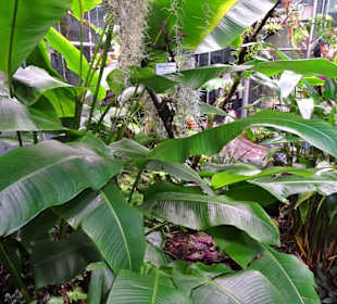 Im Tropenhaus des Schokoladenmuseums